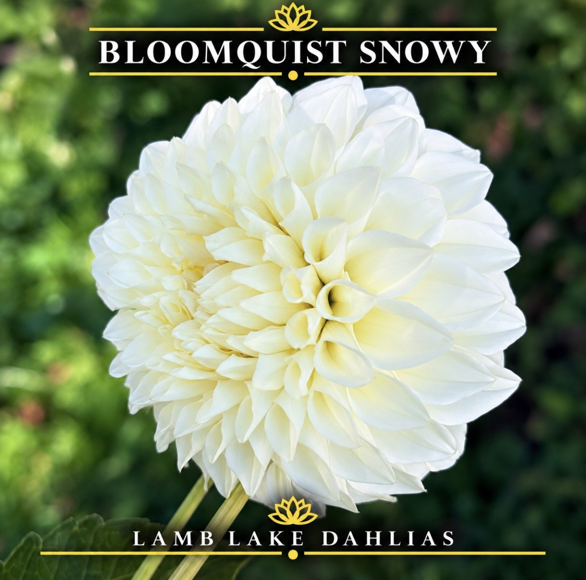 Bloomquist Snowy dahlia