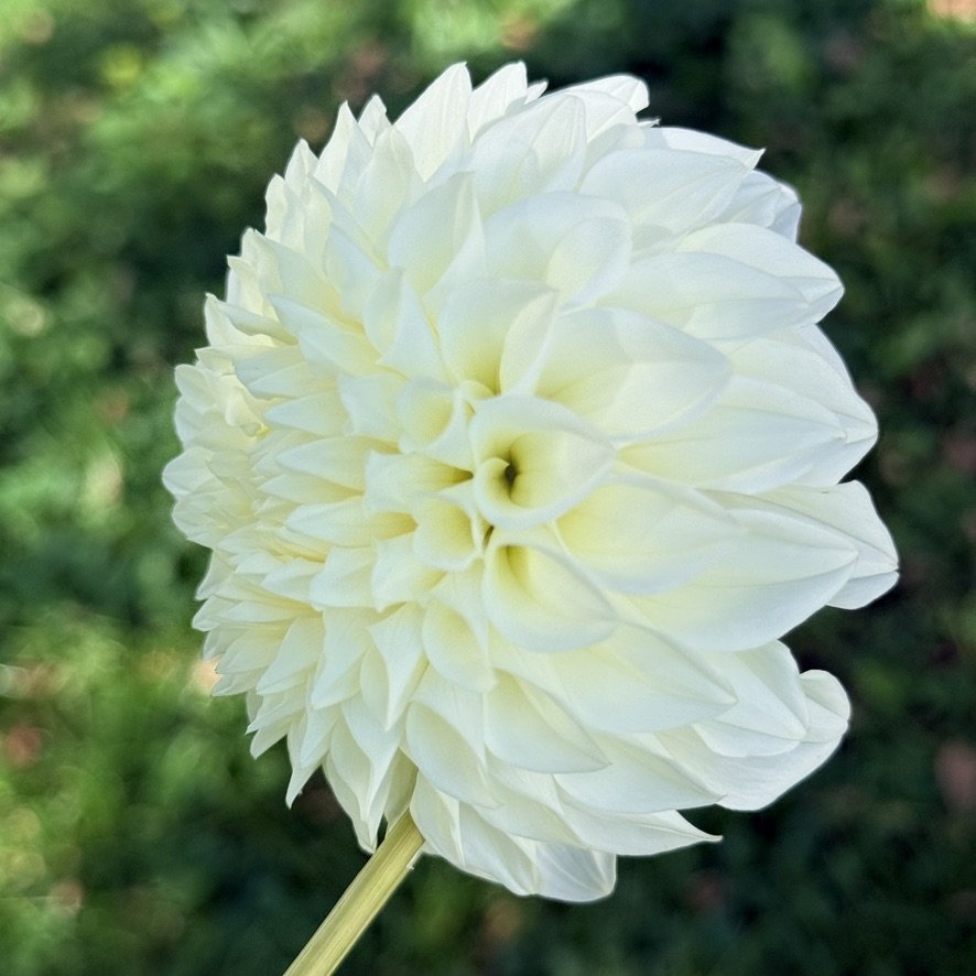 Bloomquist Snowy dahlia close-up