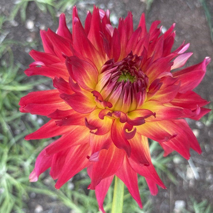 Bloomquist Tropic dahlia in deep red and yellow