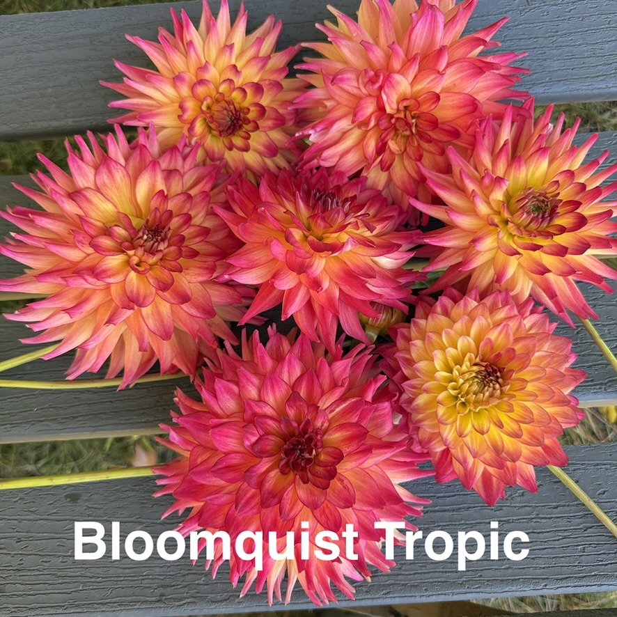 Bloomquist Tropic cut blooms on a bench