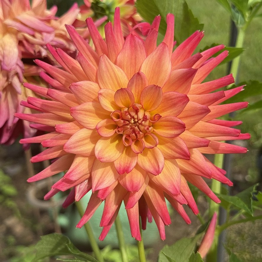 Bloomquist Tropic dahlia, pink and orange bloom