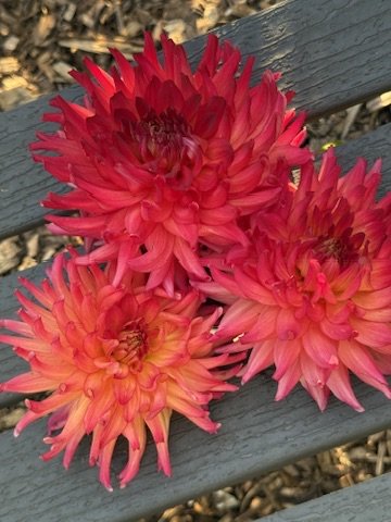 Bloomquist Tropic cut blooms