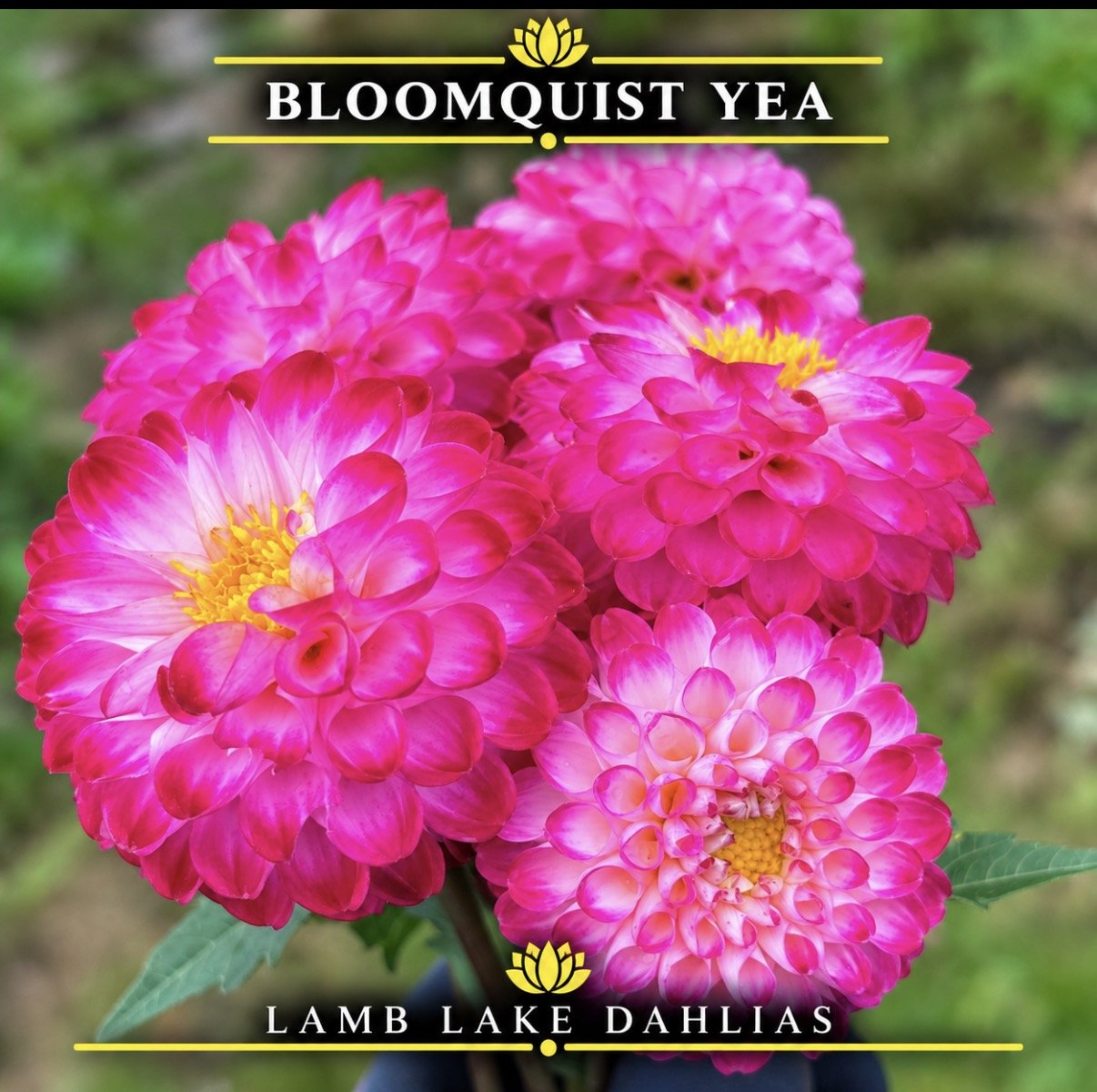 Bloomquist Yea dahlia