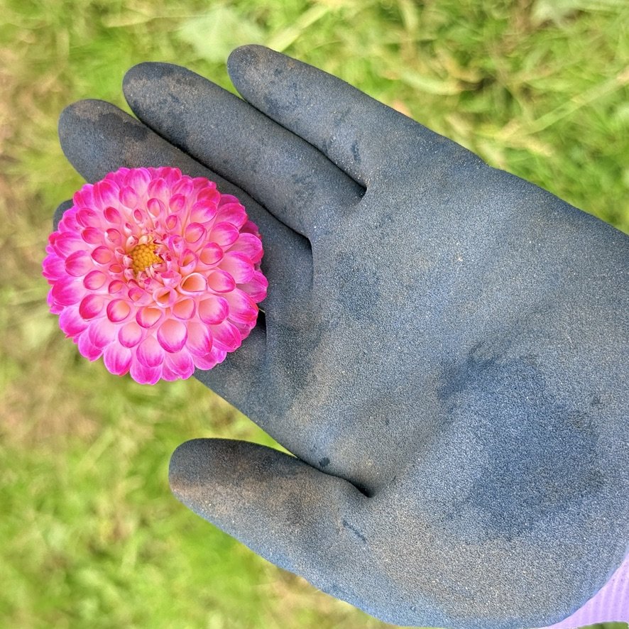 Bloomquist Yea dahlia held in a gloved hand
