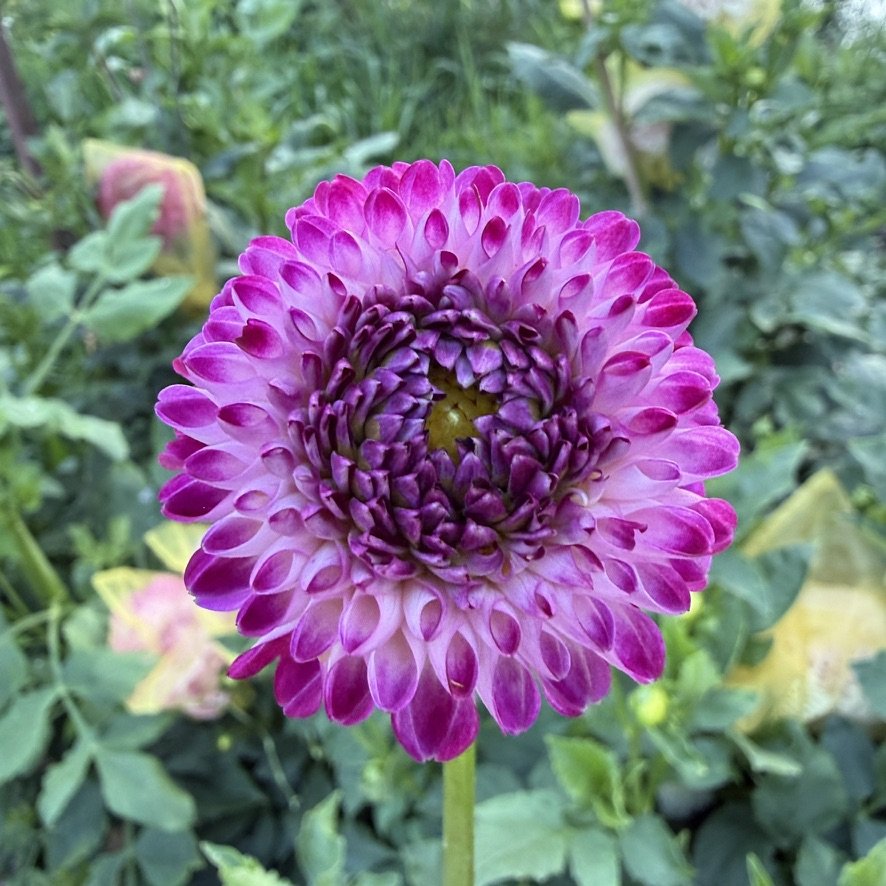 Bloomquist Yea dahlia, purple and white bloom