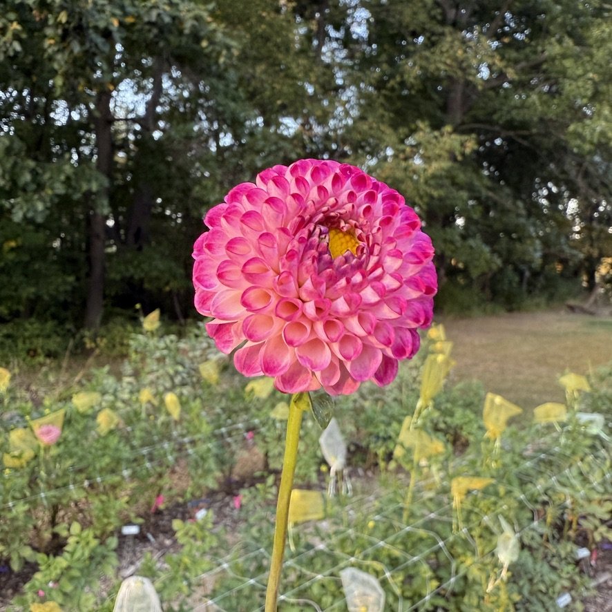 Bloomquist Yea dahlia in the garden