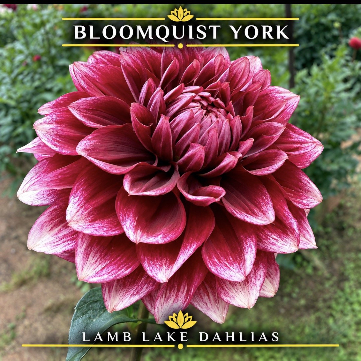 Bloomquist York dahlia