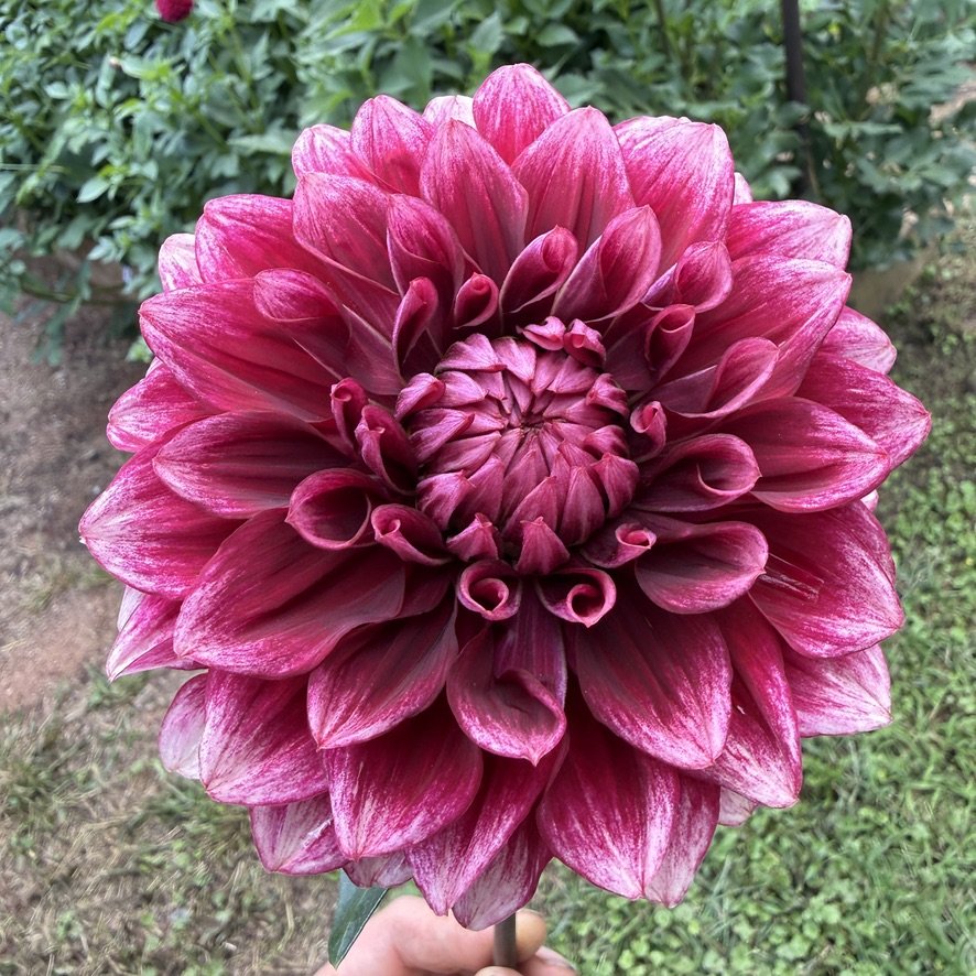 Bloomquist York dahlia bloom