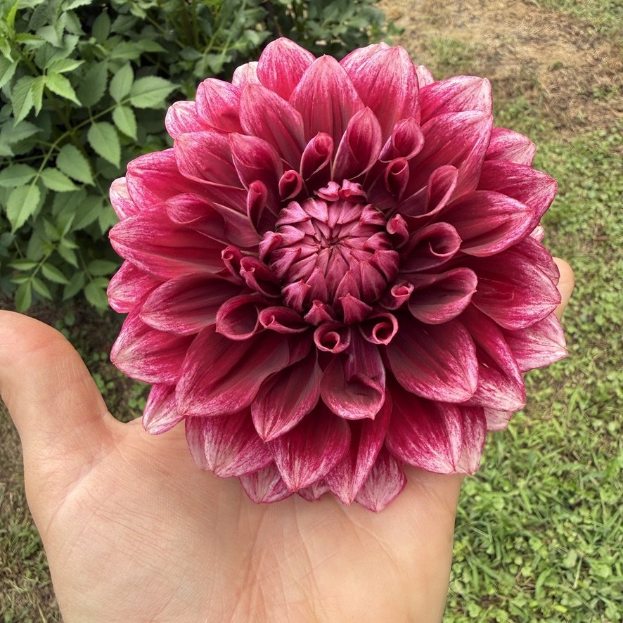 Bloomquist York dahlia held in hand