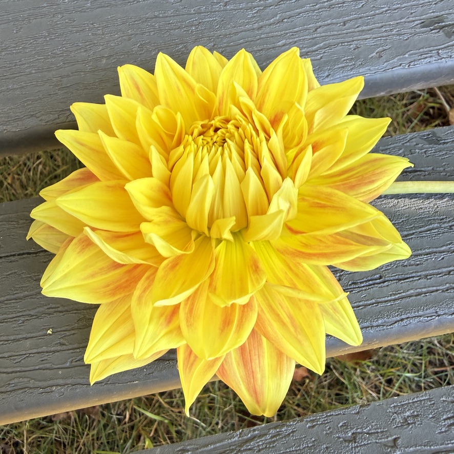Bodacious dahlia