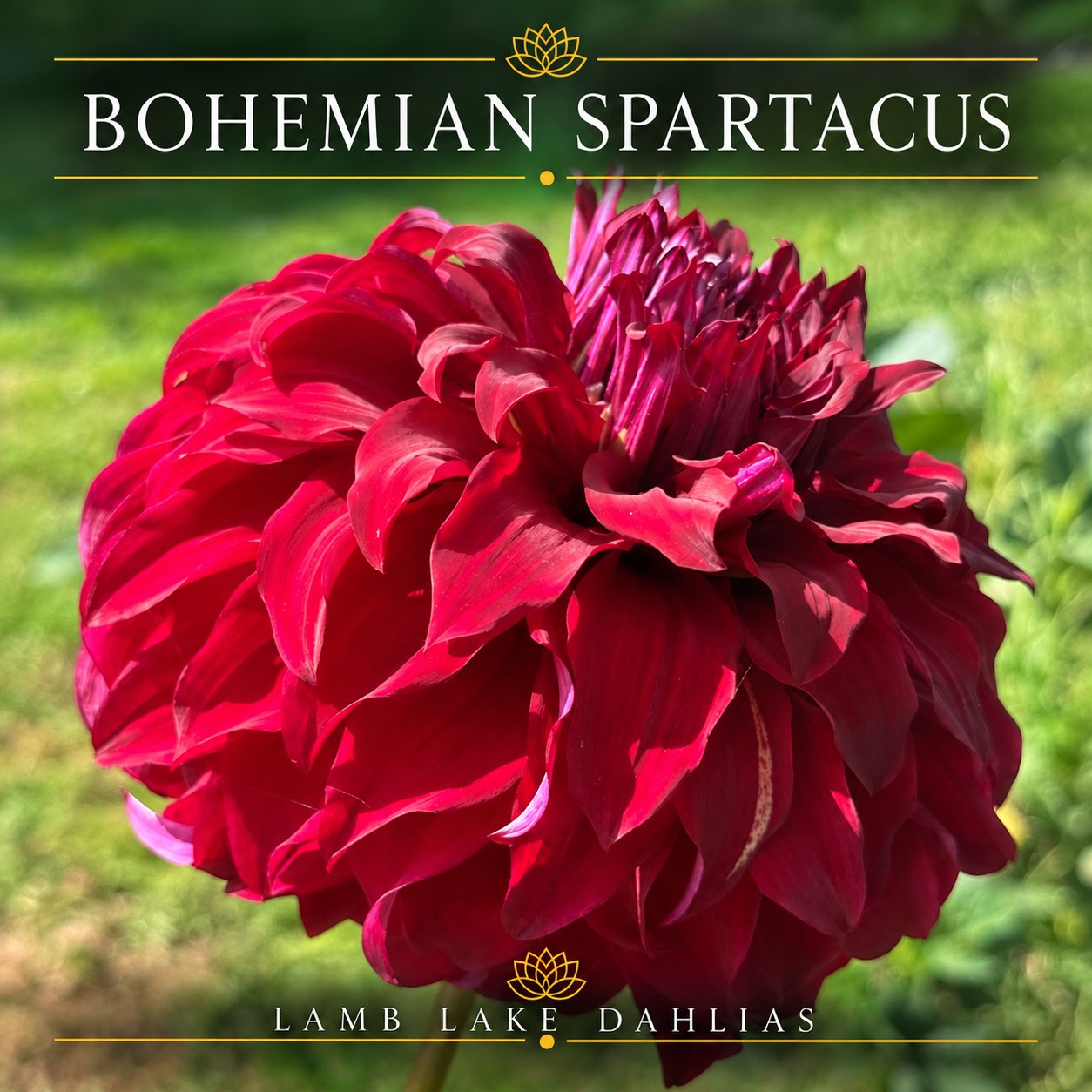 Bohemian Spartacus dahlia