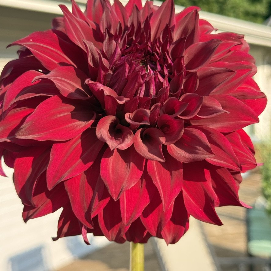 Bohemian Spartacus dahlia bloom