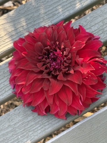 Bohemian Spartacus dahlia on a bench