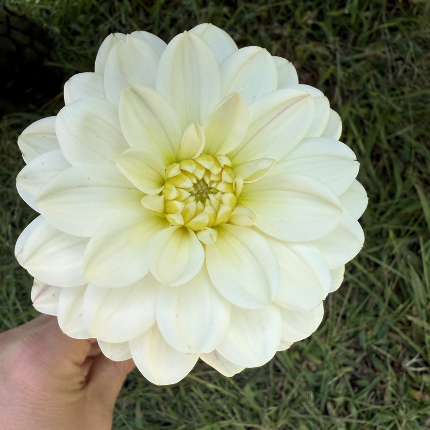 Bonesta dahlia