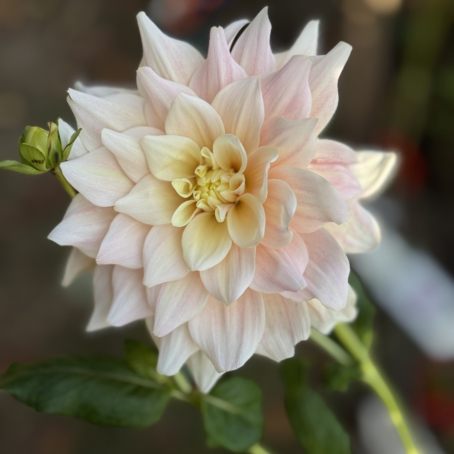 Break Out dahlia