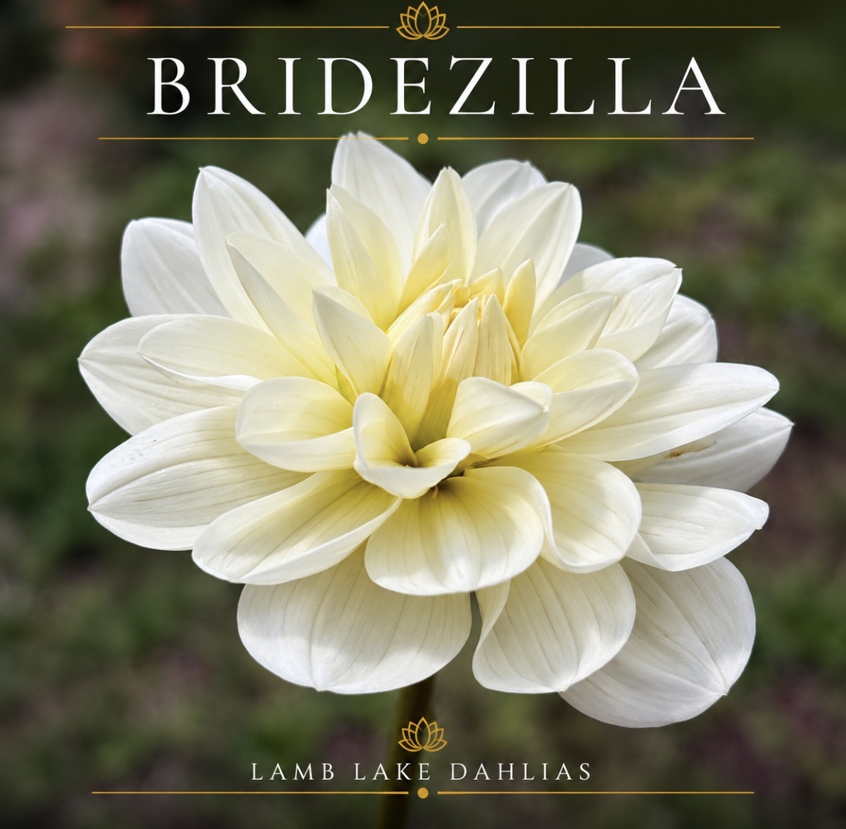 Bridezilla dahlia