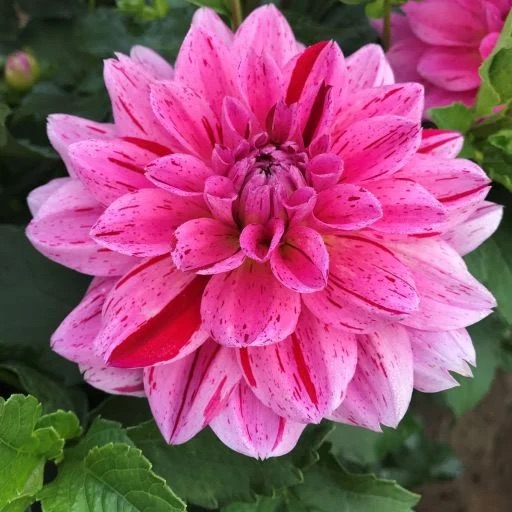 Cha Ching dahlia
