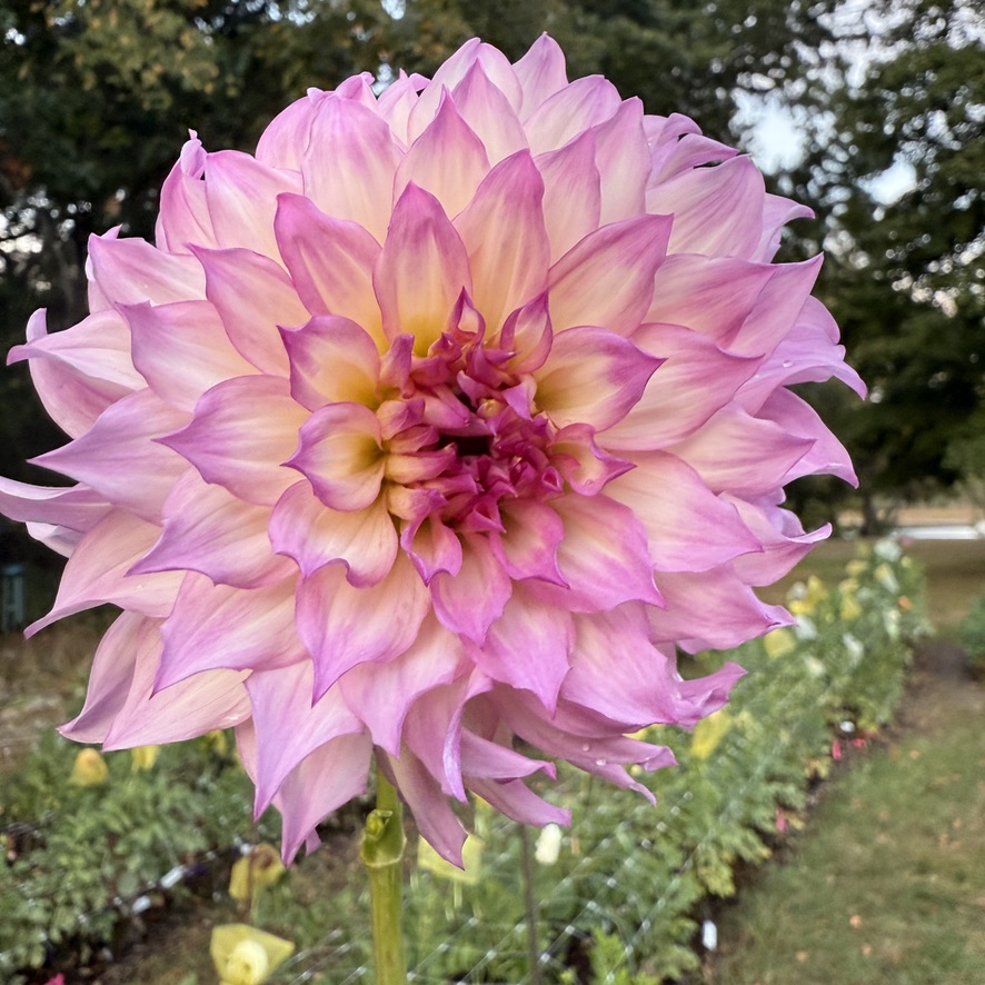 Colorado Classic dahlia