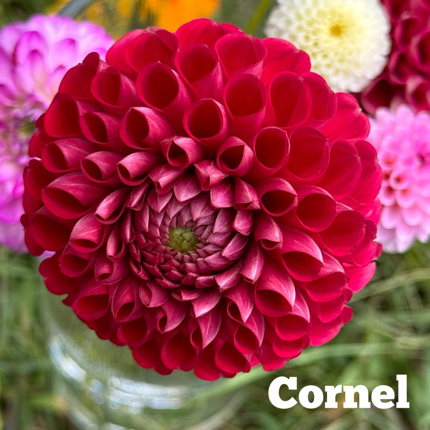 Cornel dahlia