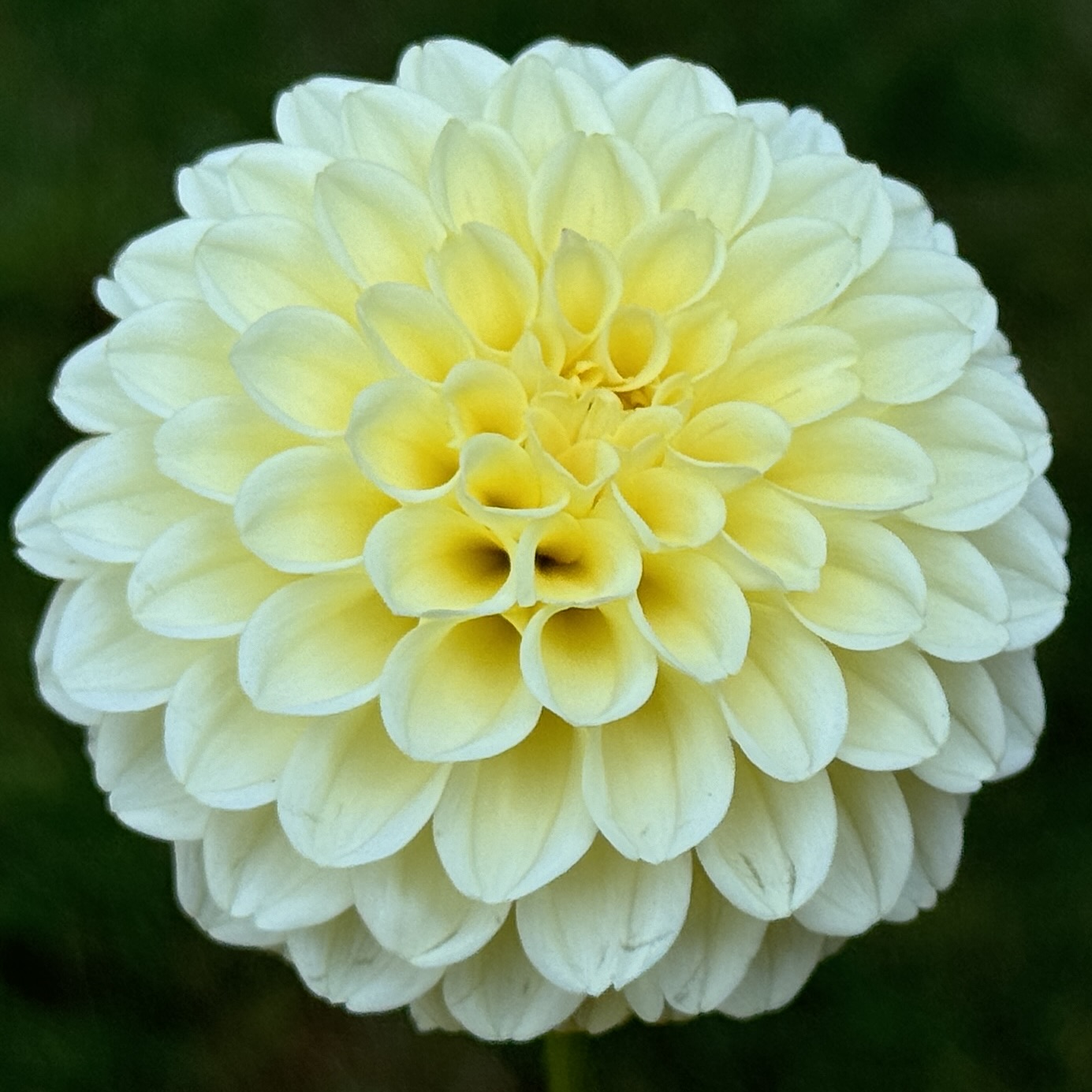 Creamy dahlia