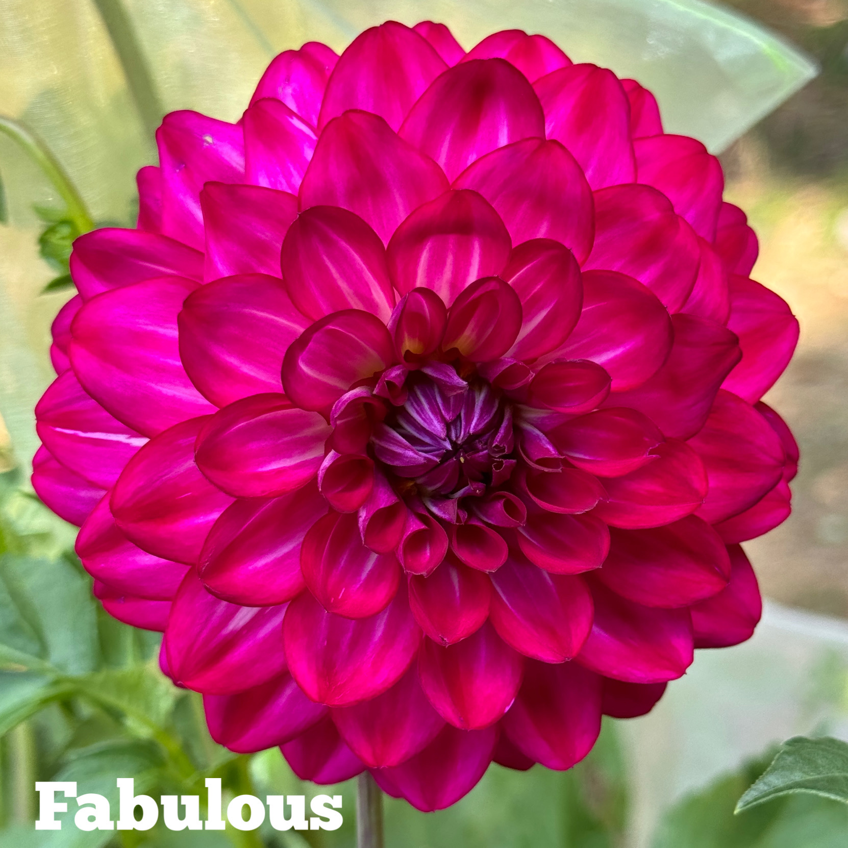 Fabulous