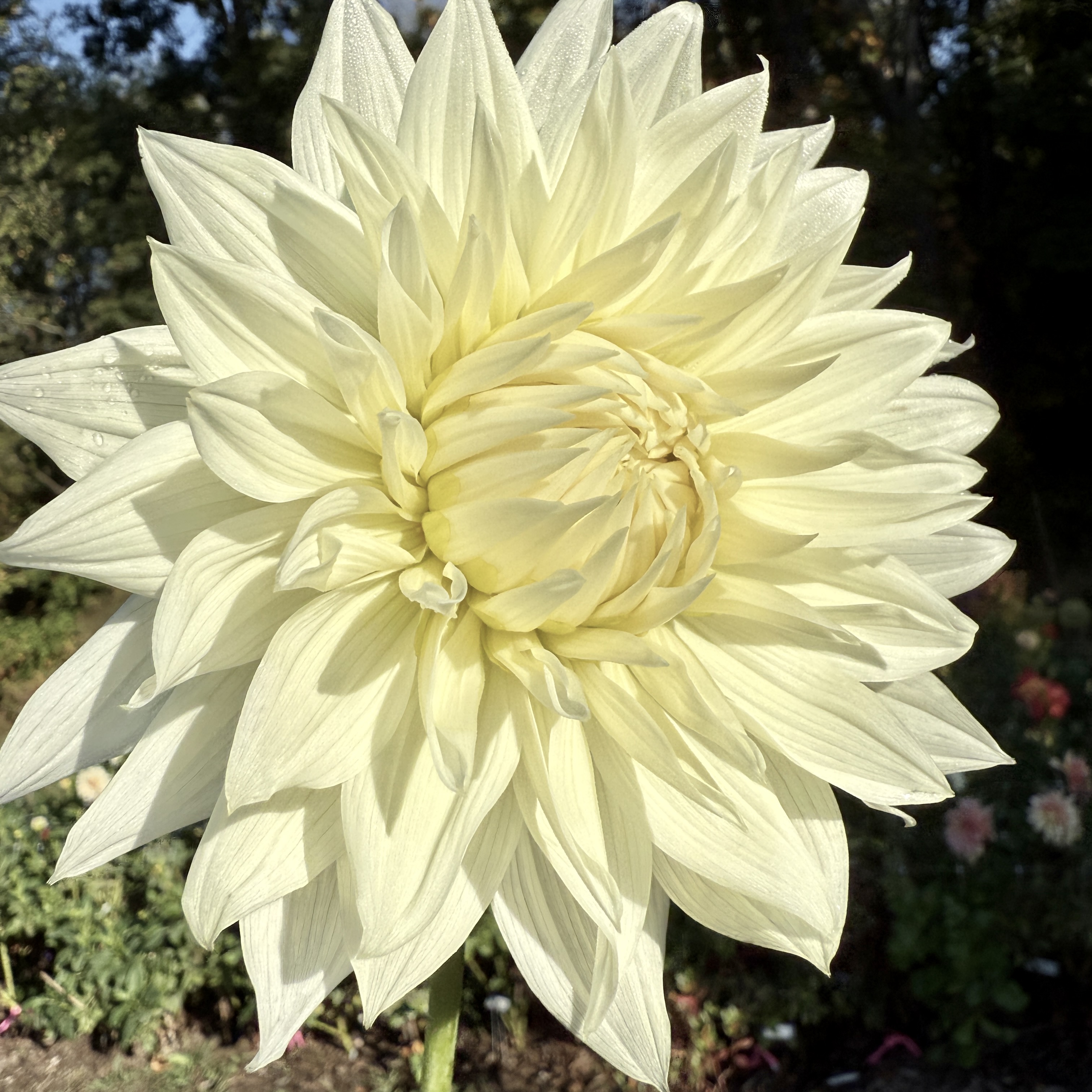 Frozen dahlia