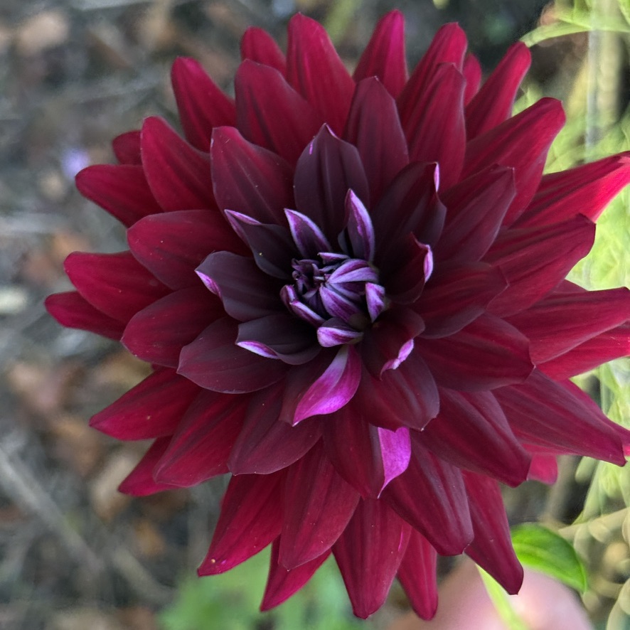 Hollyhill Black Beauty dahlia