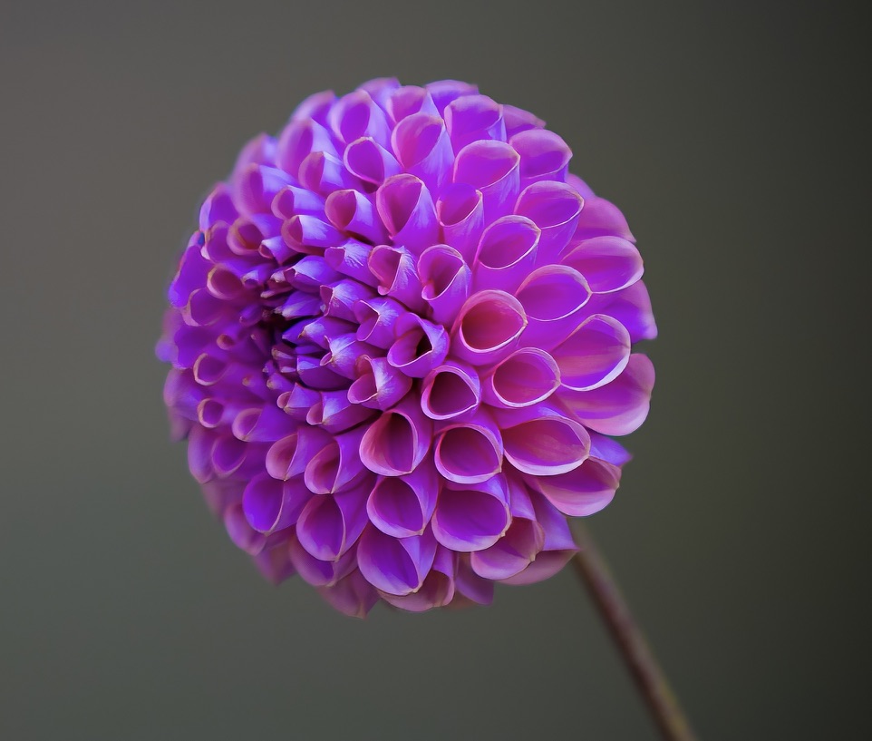 Isabel dahlia