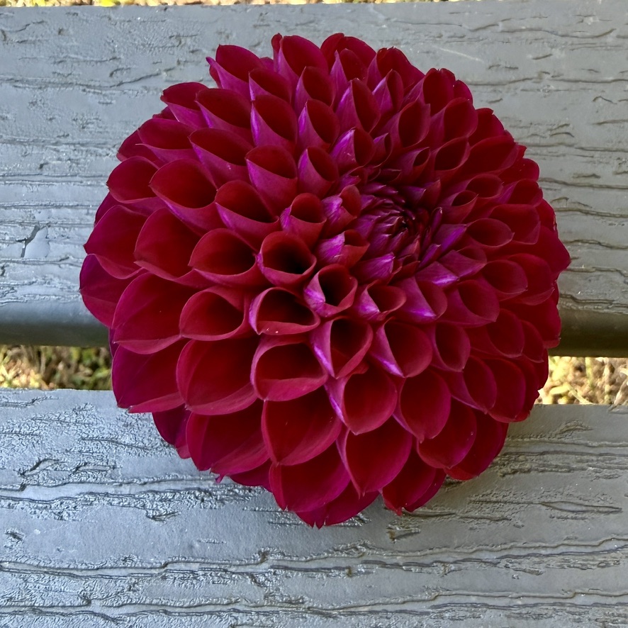 Ivanetti dahlia