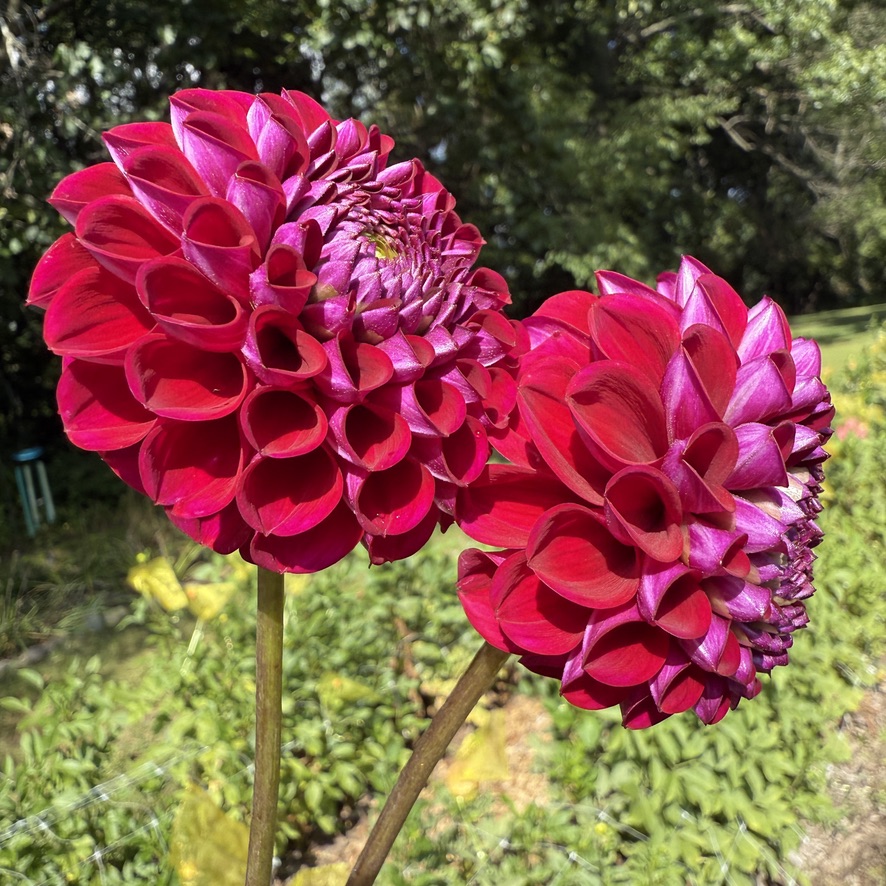Ivanetti dahlia 2