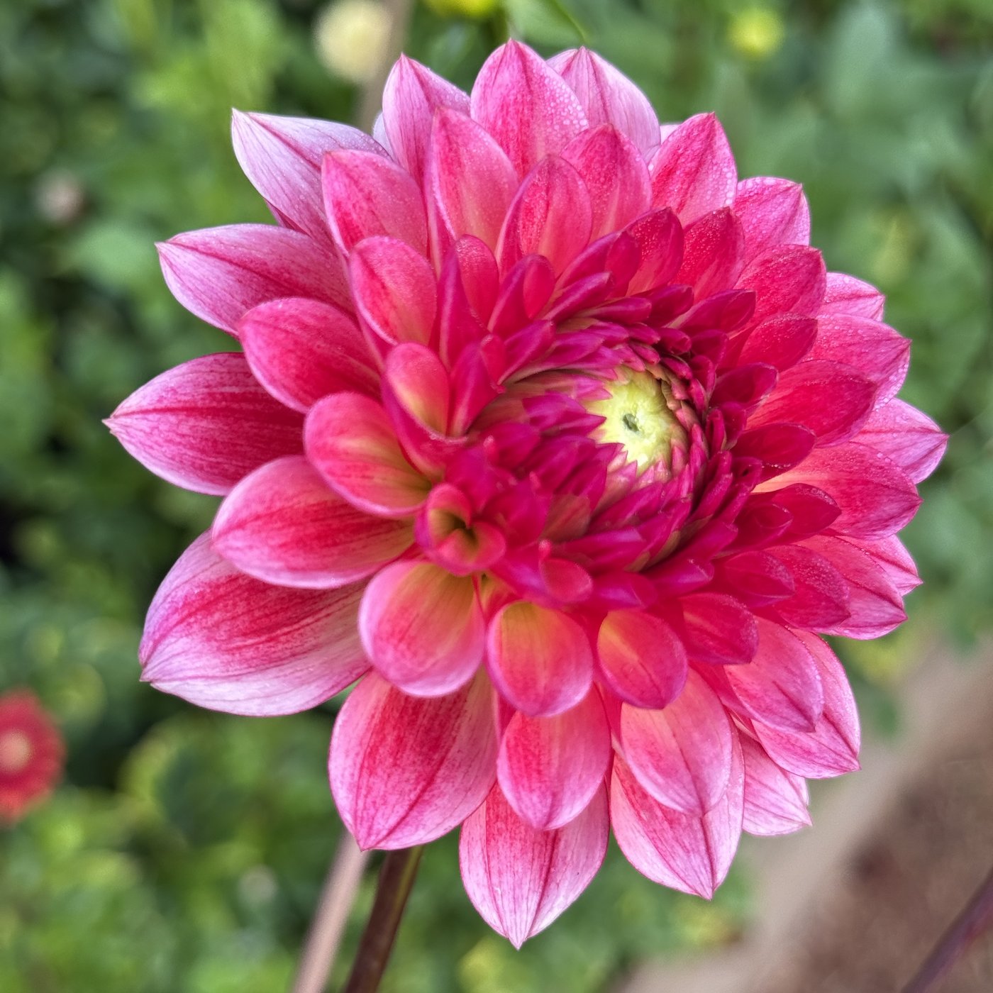 Jabberbox dahlia close-up