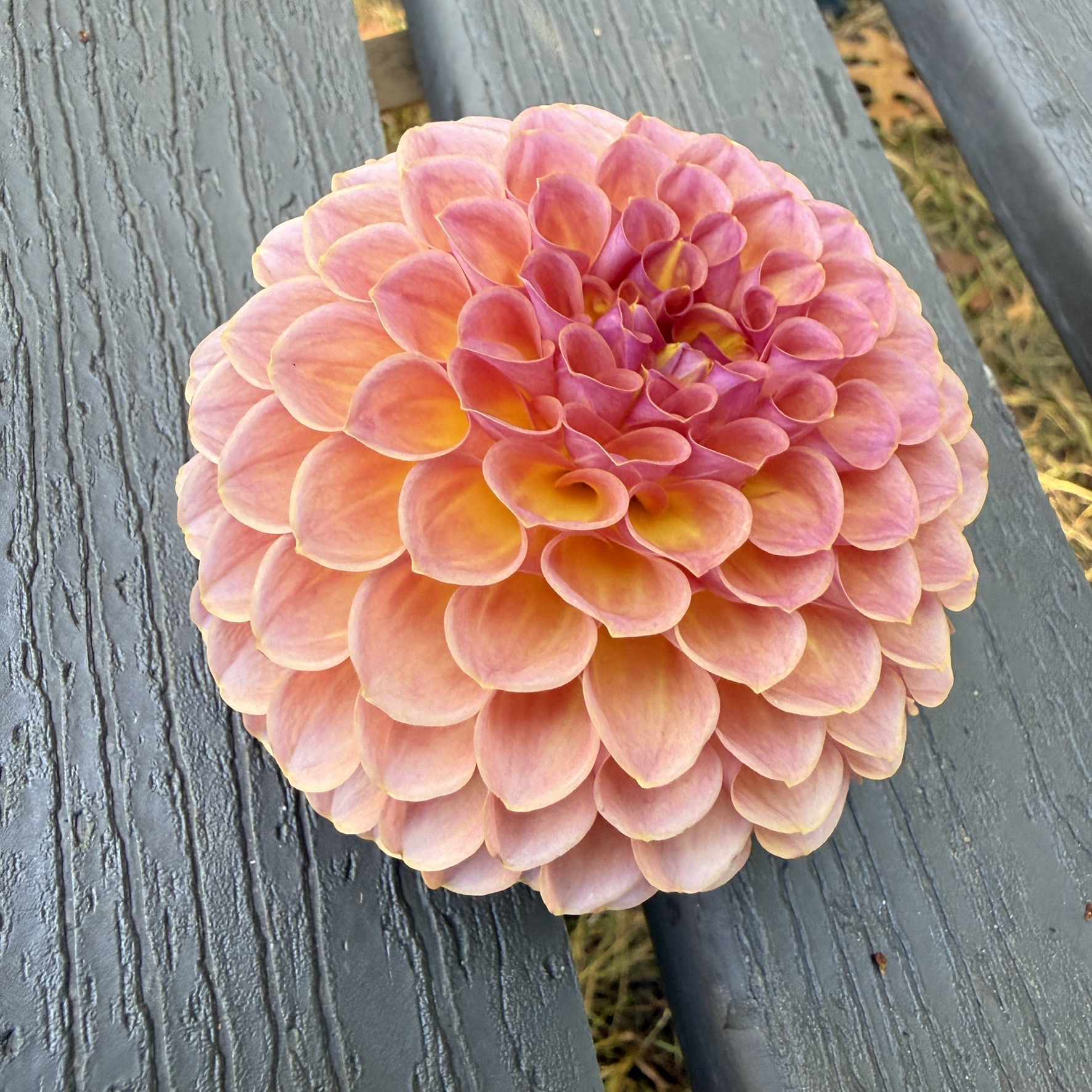 Jowey Linda dahlia