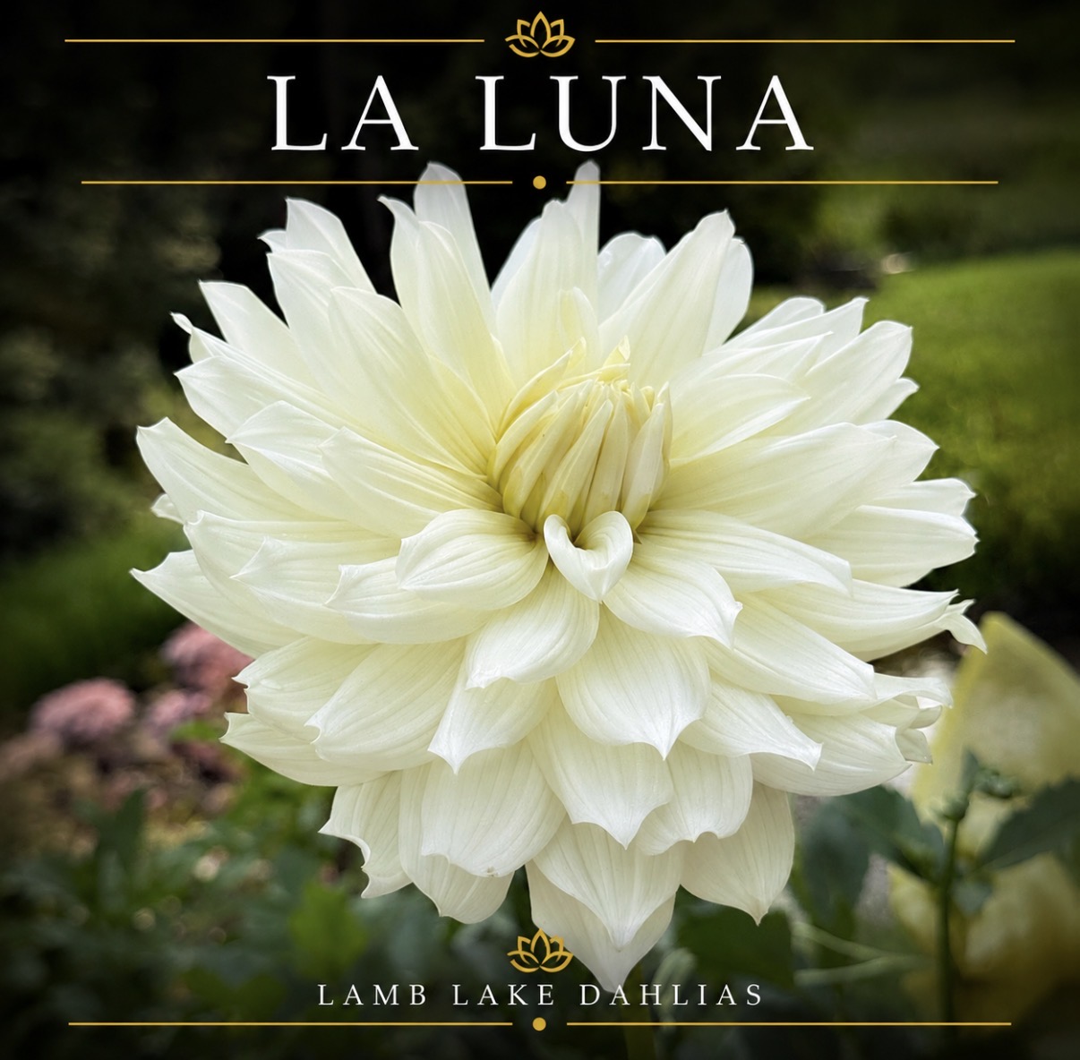 La Luna