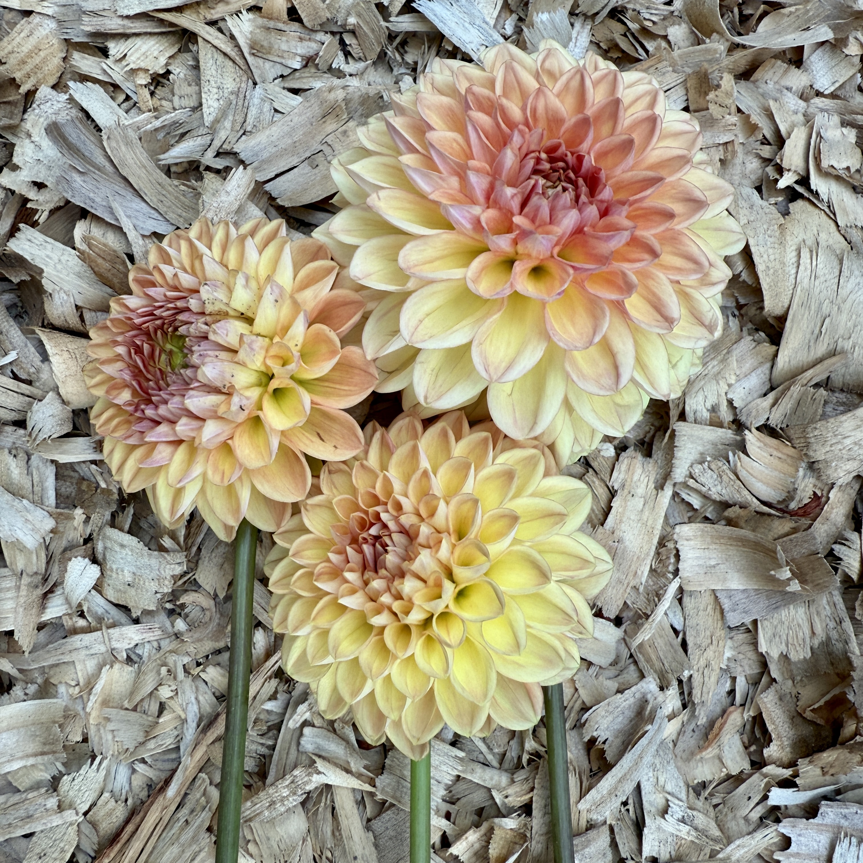 Lark's Ebbe dahlia
