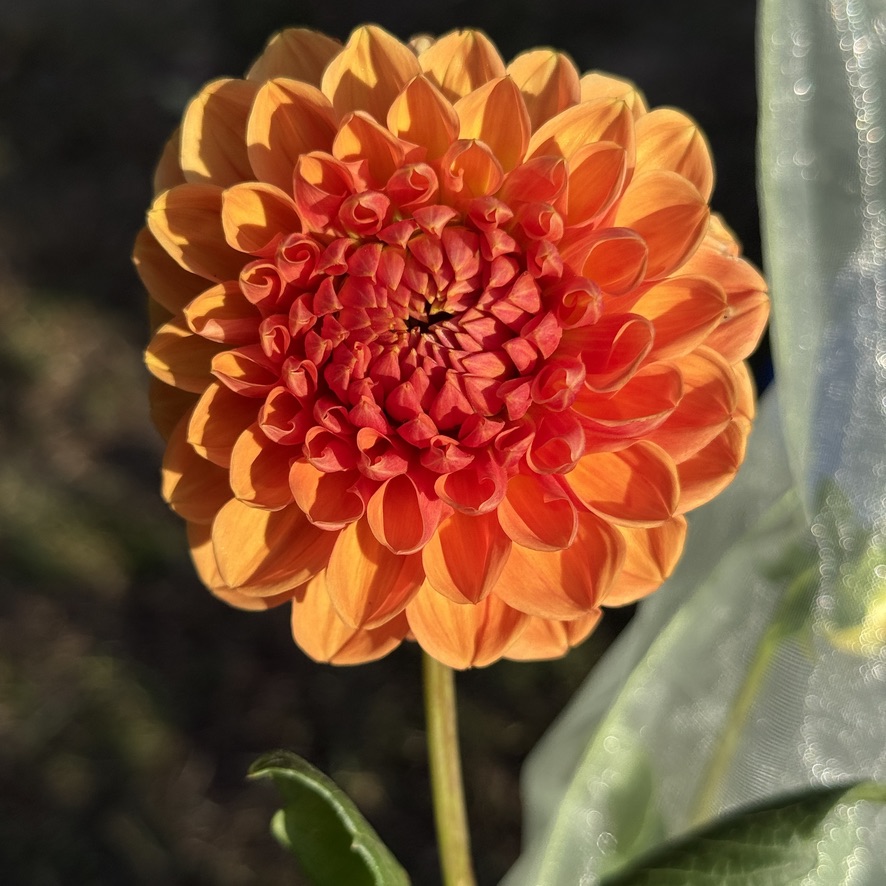 Long Island Lil dahlia