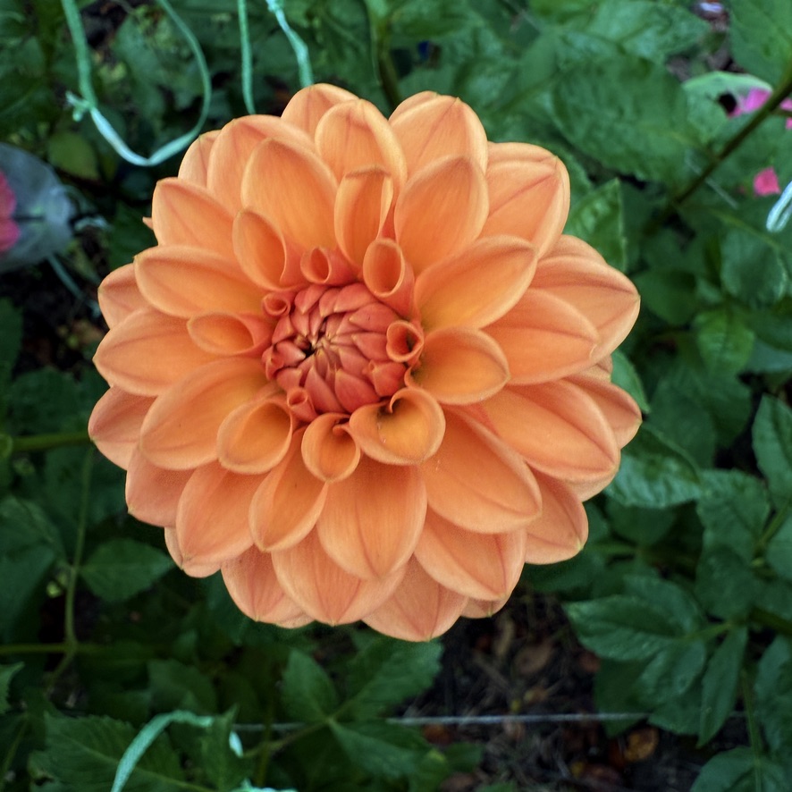 Maarn dahlia