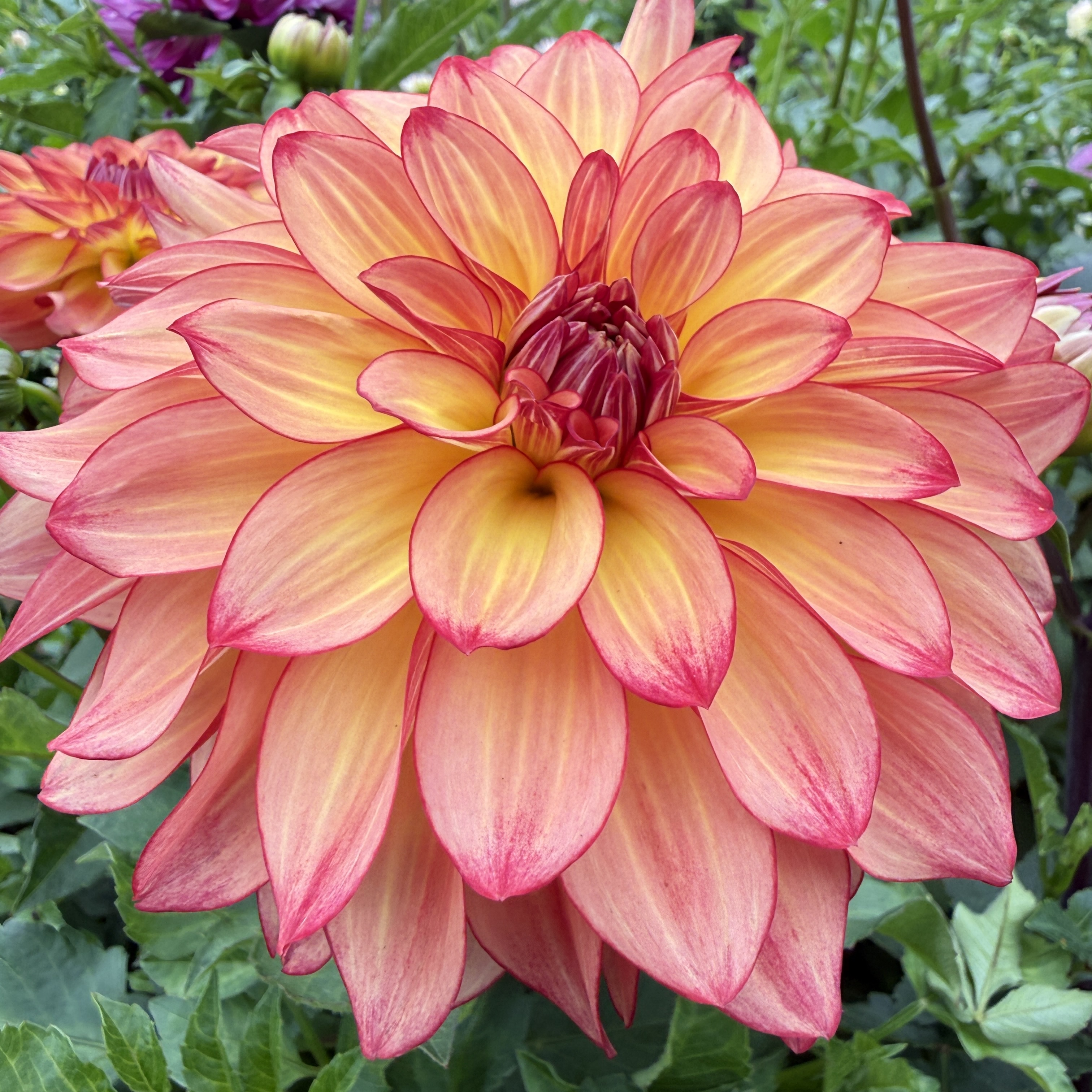 Mai Tai dahlia