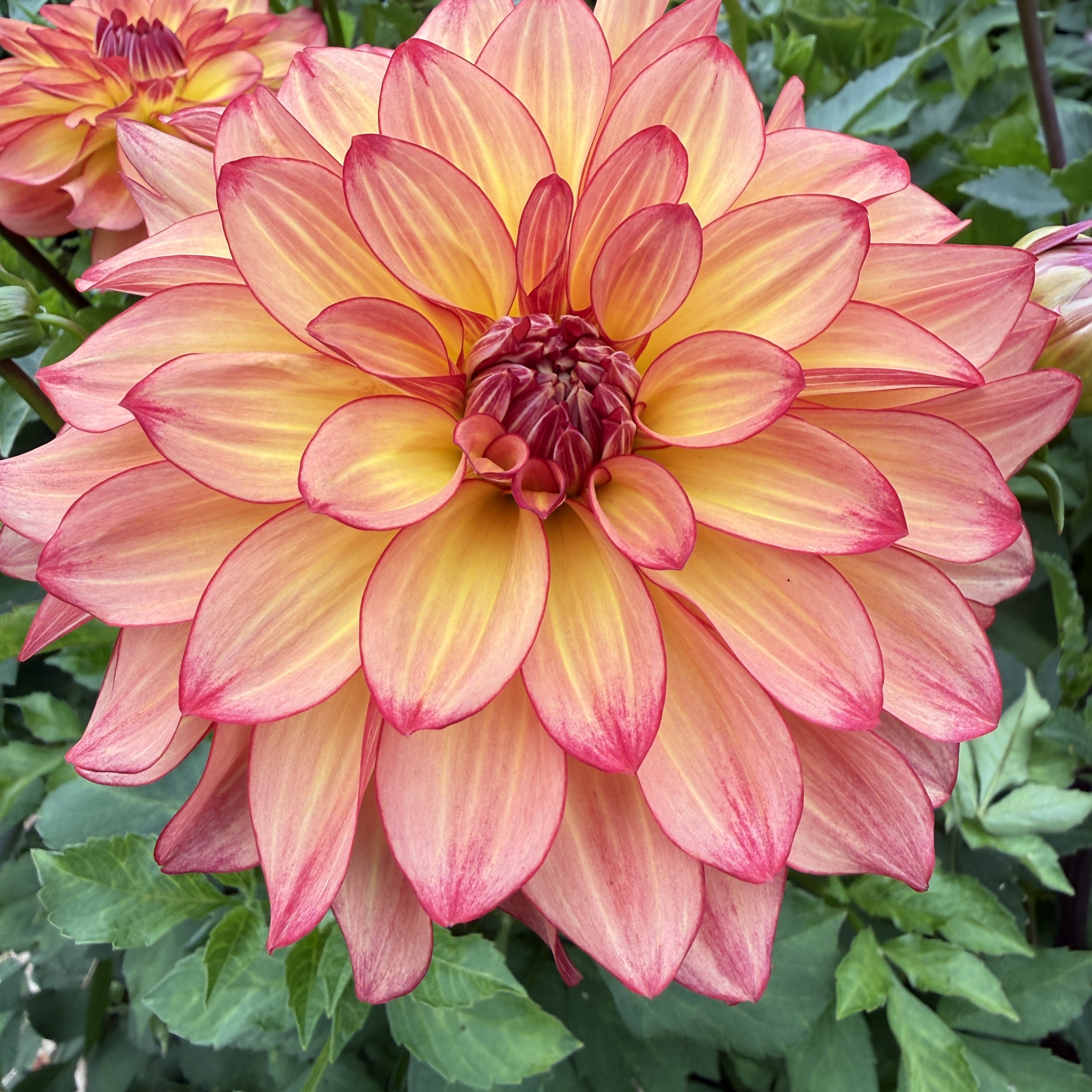 Mai Tai dahlia