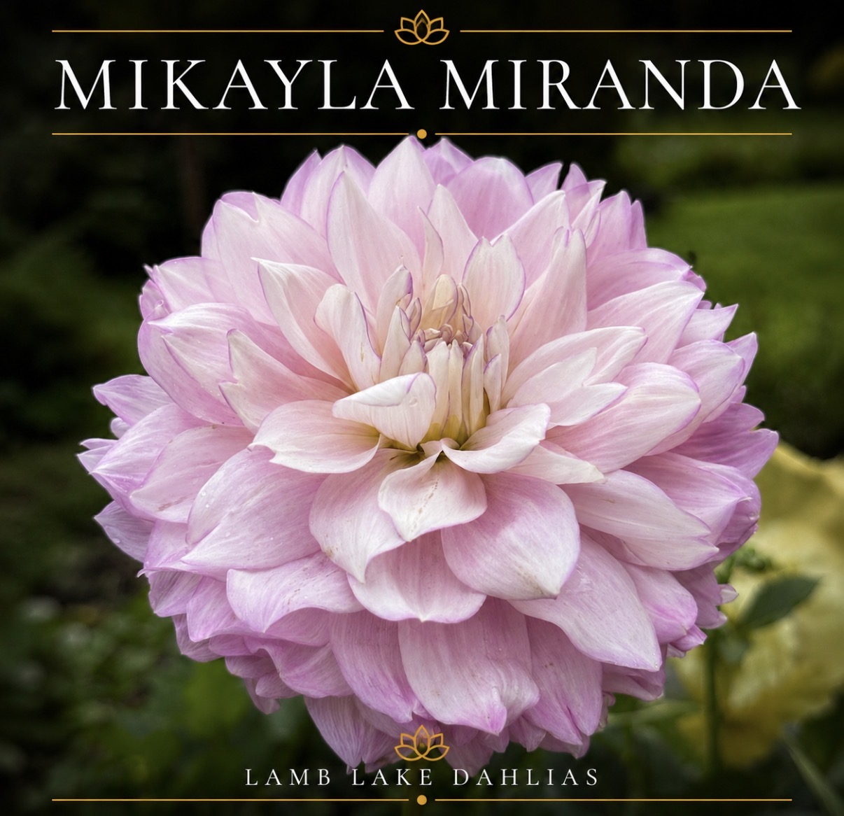 Mikayla Miranda dahlia