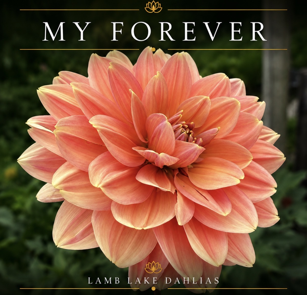 My Forever dahlia