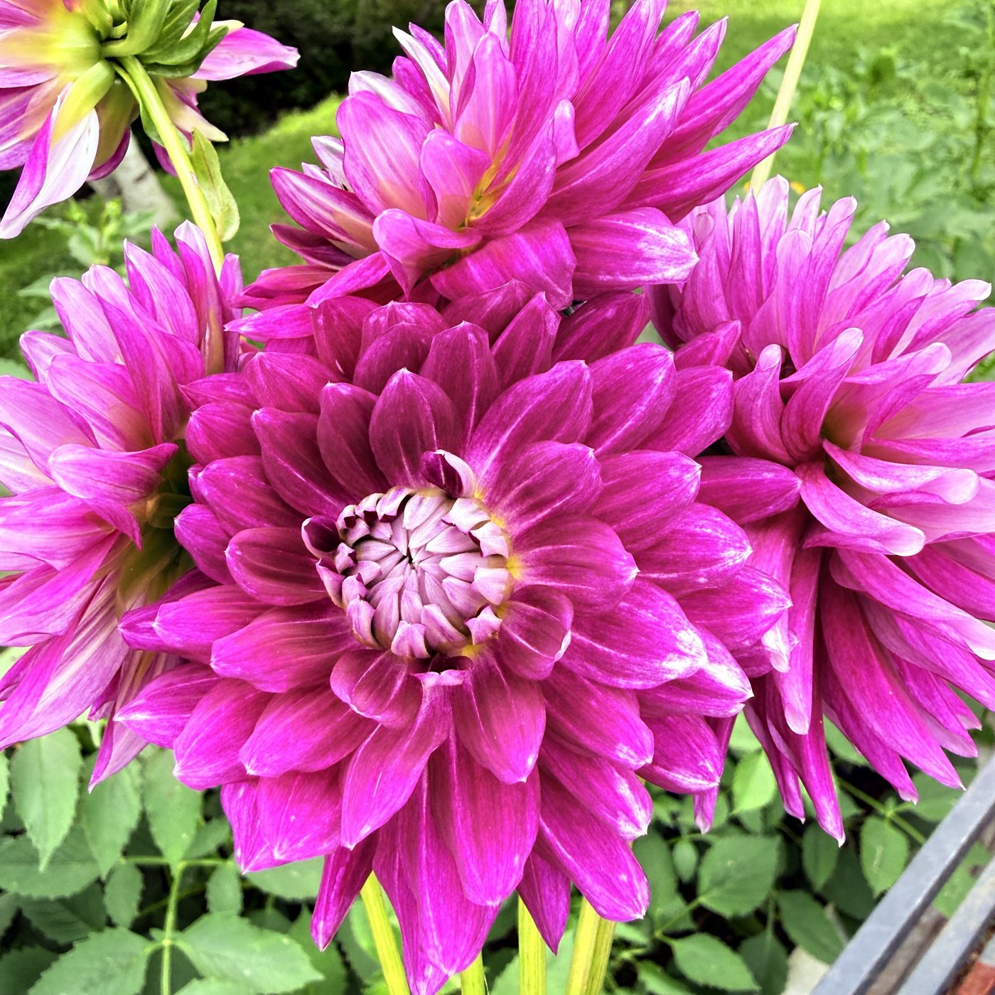 Nadine Jessie dahlia blooms