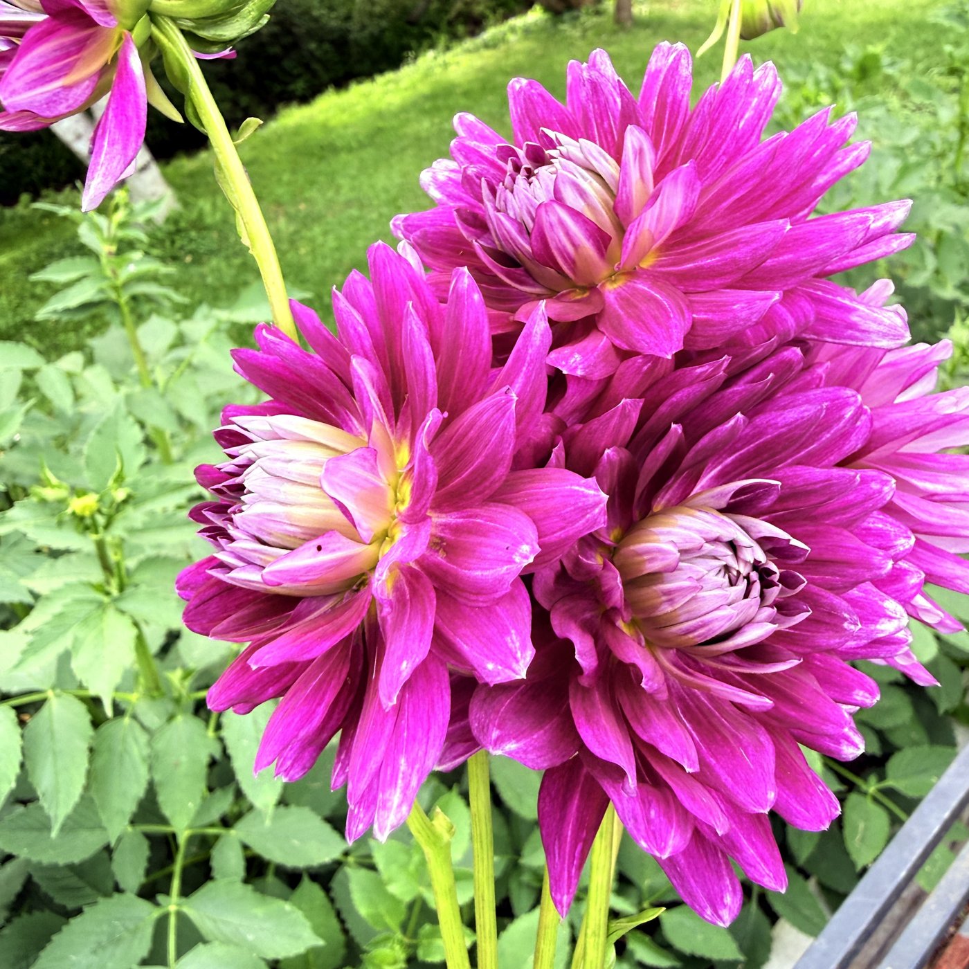 Nadine Jessie dahlia blooms