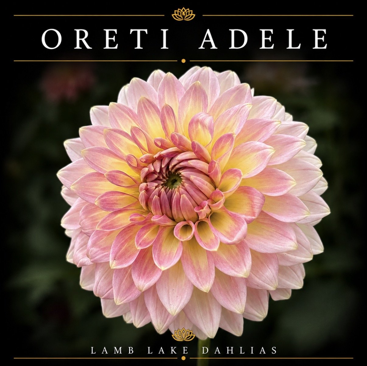 Oreti Adele