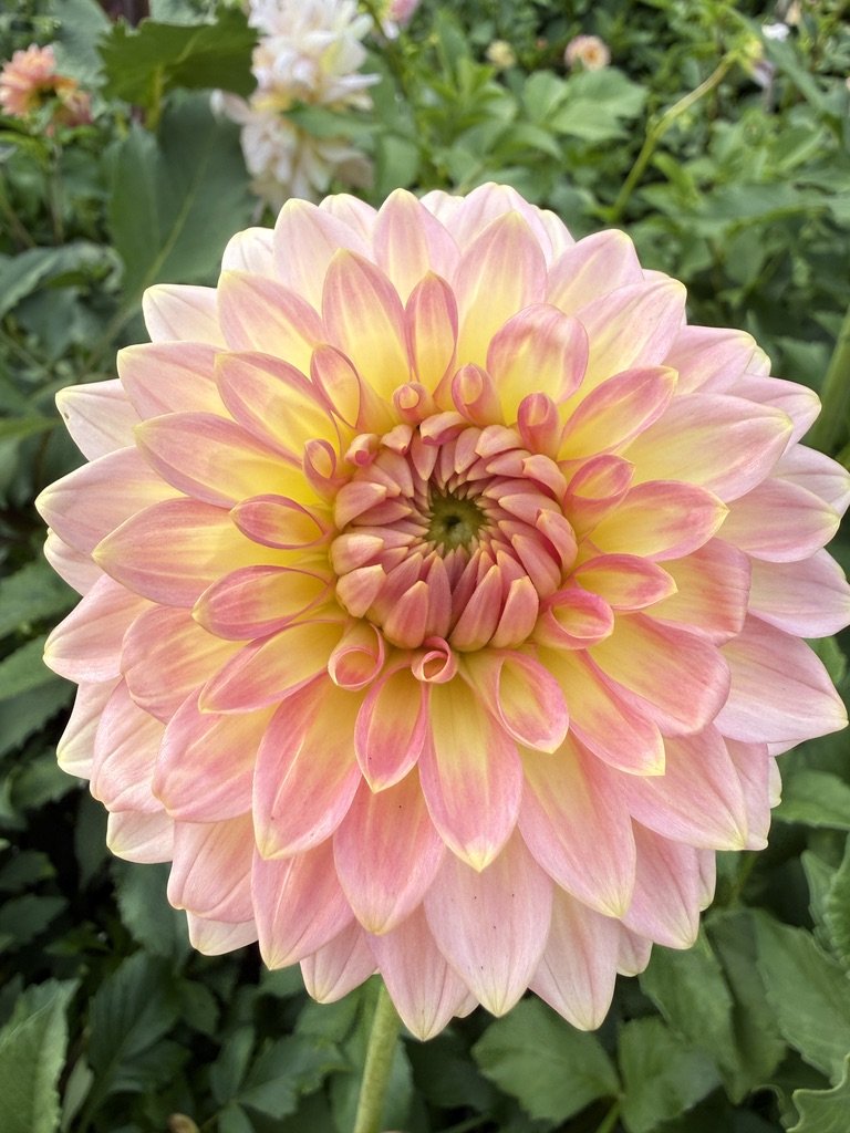 Oreti Adele dahlia close-up
