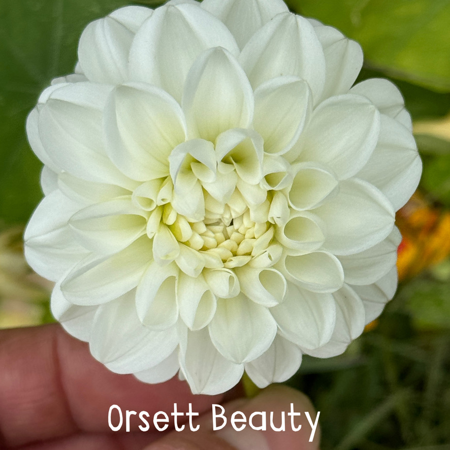 Orsett Beauty