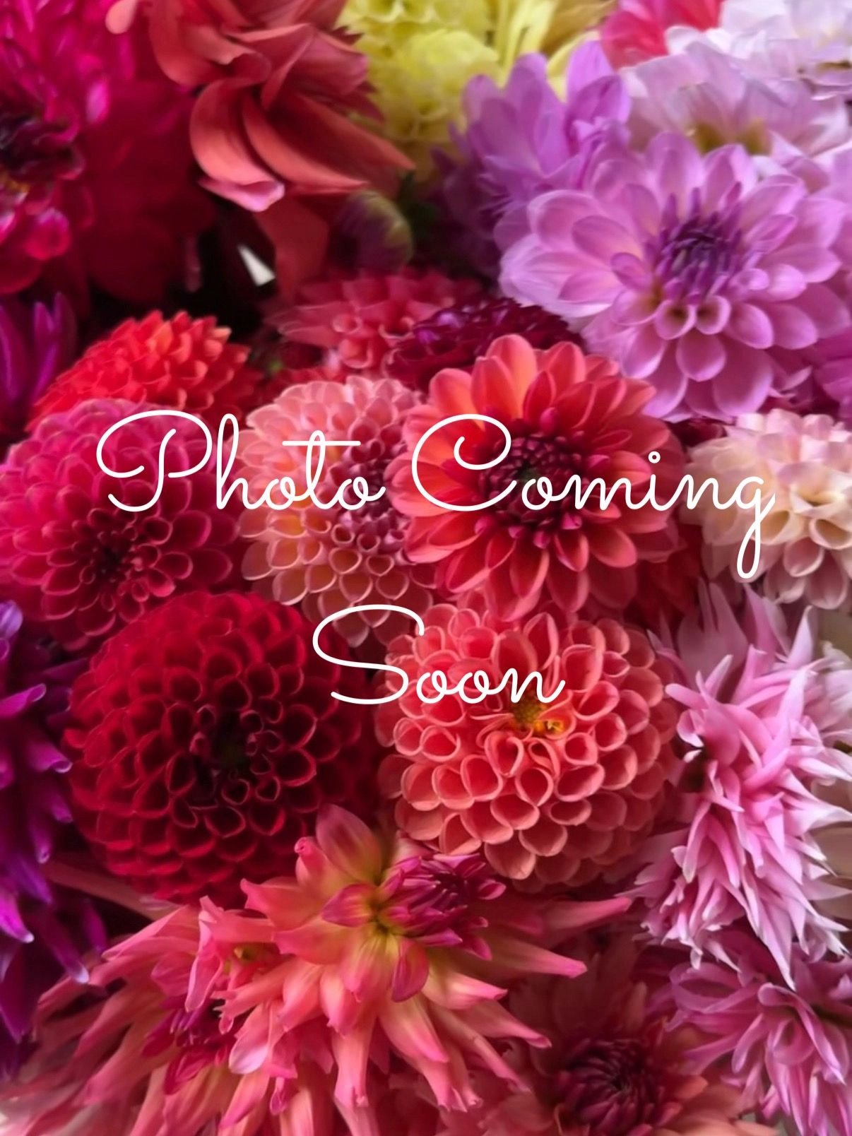 Photo coming soon