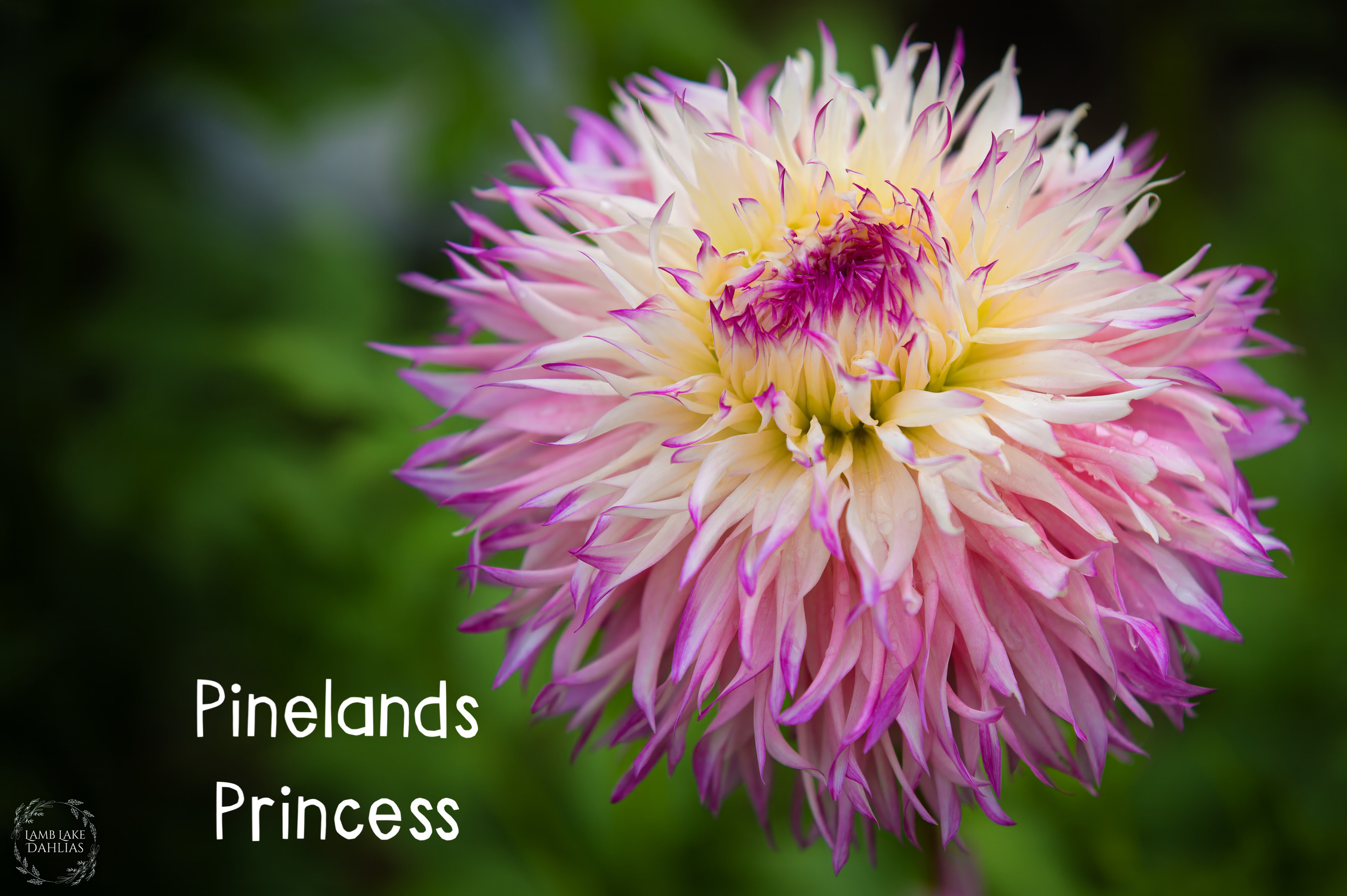 Pinelands Princess