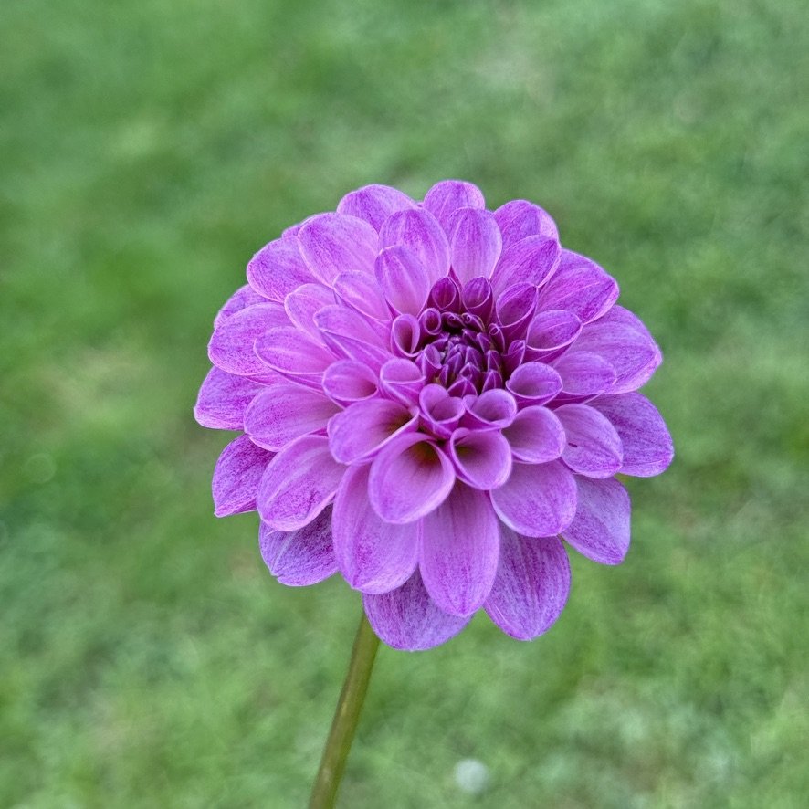 Robann Royal dahlia close-up