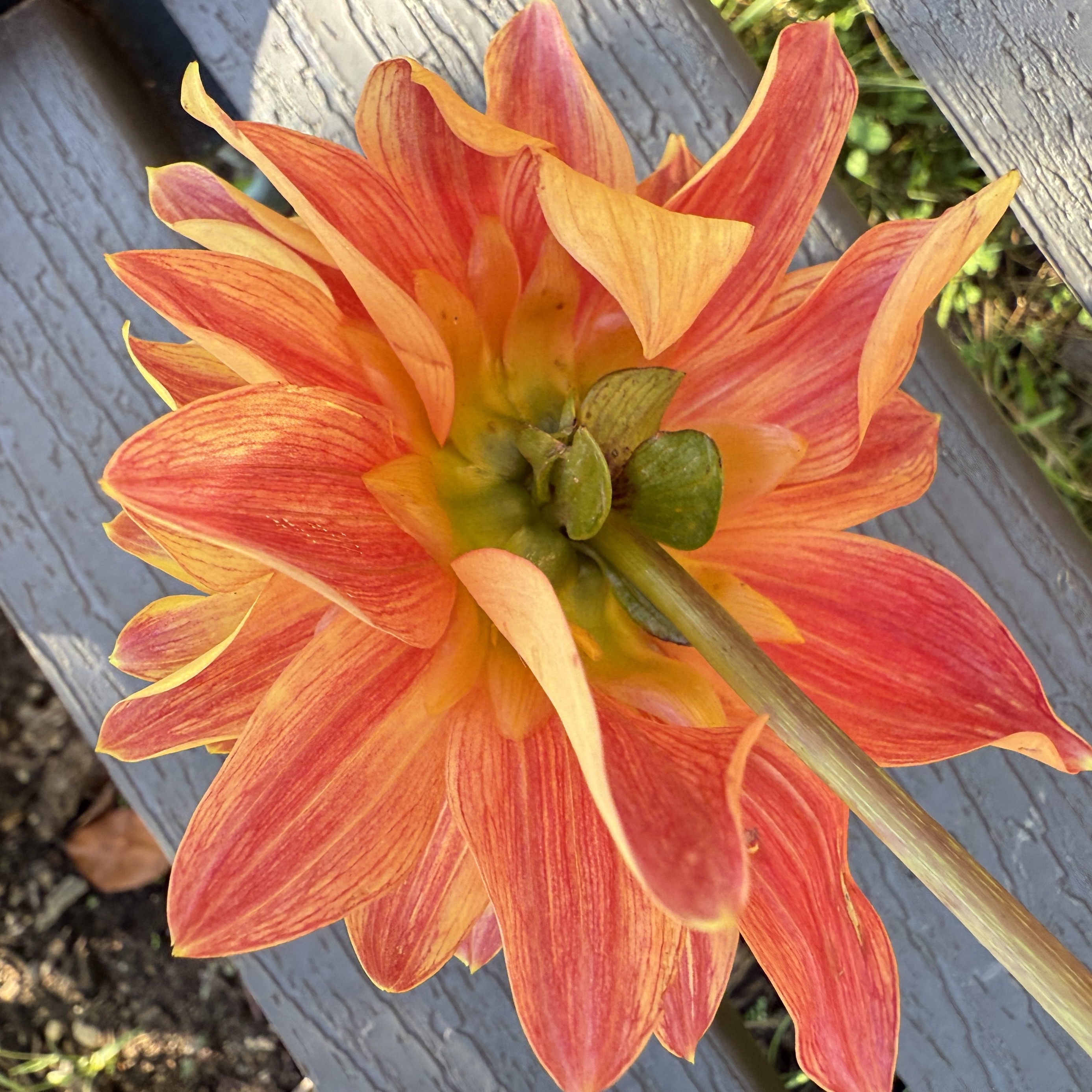 Seedling 24-22
