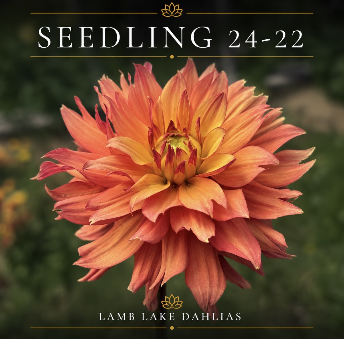 Seedling 24-22